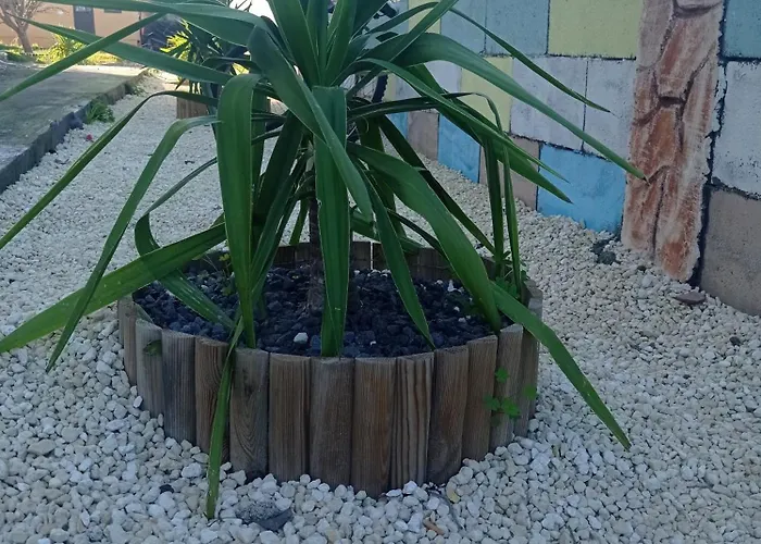 Mirko * Vaccarizzo-Delfino